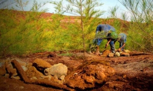 Contribuyen en Holguín a recuperar áreas de explotación minera