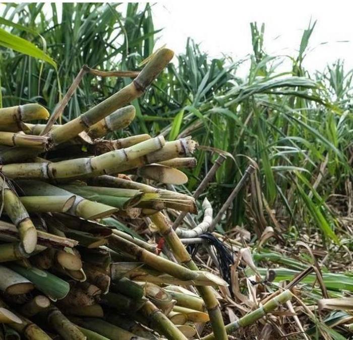 Granma evalúa todos los aseguramientos para la próxima zafra