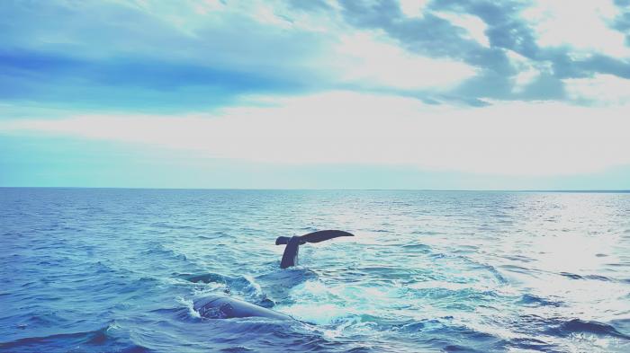 Casi un millón de especies conocidas viven en los mares.i Además de facilitar el comercio mundial de bienes y servicios, son la columna vertebral de múltiples industrias. 