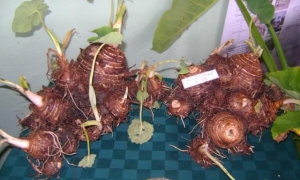 La producción de varios clones de malanga es uno de los resultados más visibles del Inivit. FOTO DEL AUTOR