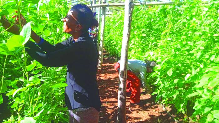 La producción de alimentos es una tarea común del claustro y del alumnado. FOTO: MIGUEL ADRIÁN RODRÍGUEZ