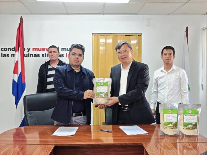 arroz de alta calidad producido en Pinar del Río