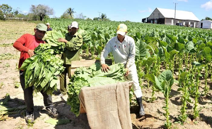 Festival del Habano 2018,vega de tabaco