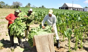Festival del Habano 2018,vega de tabaco