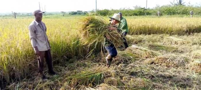  producción de arroz en Santiago de Cuba 