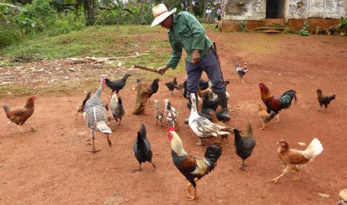 «Todo lo que comen lo siembro», dice Perico. fotos del autor