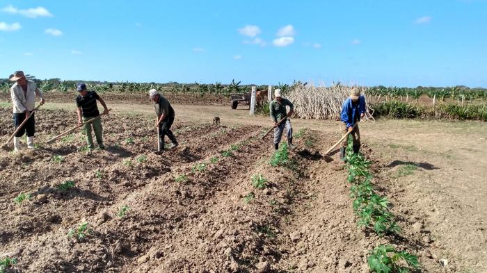  Las Tunas impulsa la producción agrícola en tiempos de desafíos