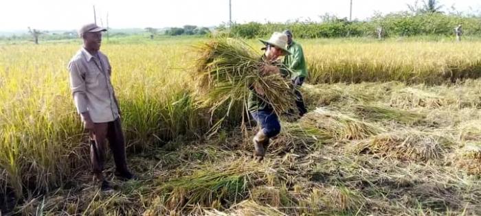 El programa avanza, sumando hombres, mujeres y hectáreas santiagueras al cultivo de uno de los alimentos imprescindibles en la mesa de los cubanos.