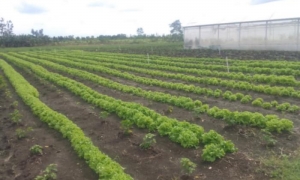 En las fincas que cuentan hoy con esta garantía se estabiliza también el desarrollo de las producciones.
