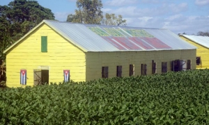 tabaco, Pinar de Río