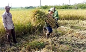 El programa avanza, sumando hombres, mujeres y hectáreas santiagueras al cultivo de uno de los alimentos imprescindibles en la mesa de los cubanos.