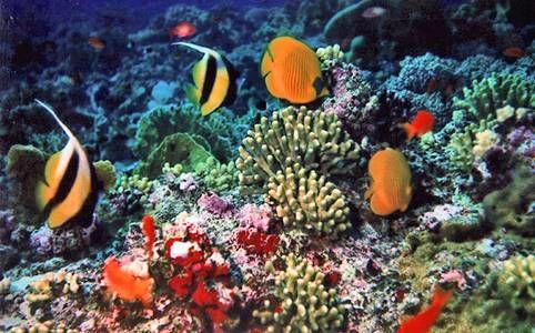 El Parque Nacional resalta por su singularidad biológica y los esfuerzos permanentes por salvaguardar sus hábitats. 