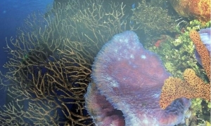 Jardines de la Reina 