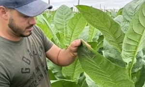 Yaniel Negrín Alberto