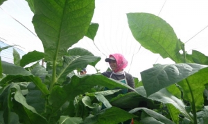 Lo primero es asegurar esto.

