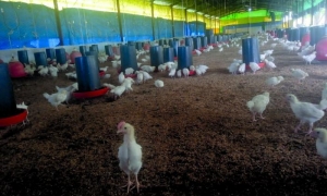 Este proyecto cooperado es una alternativa para reimpulsar la producción de huevos. foto: Anaisis Hidalgo Rodríguez