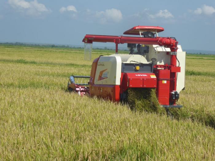En marcha cosecha de arroz en Granma del proyecto TB AGRI Vietnam - Cuba