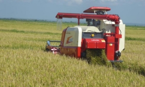 En marcha cosecha de arroz en Granma del proyecto TB AGRI Vietnam - Cuba