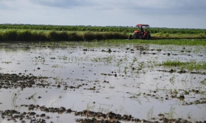 Arroz Cuba-Vietnam