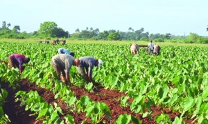 Se refirió al reconocimiento de la empresa privada en el sector agropecuario. foto: Estudios Revolución