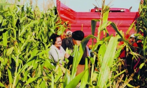 Trabajo productivo en la agricultura de la finca del Partido recogiendo maíz.