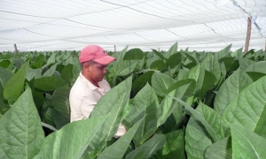tabaco tapado