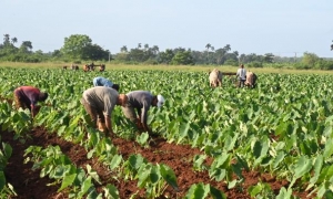 agricultura