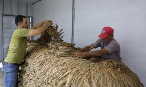 En el 2025 produjeron 15 toneladas, cifra que van a superar sin dificultad este año