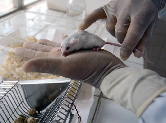  	

Animales de Laboratorio