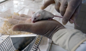  	

Animales de Laboratorio