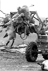 lu5-3.jpg (22450 bytes)