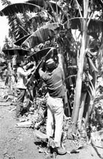 ju8-2.jpg (20189 bytes)