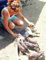 cerditos.jpg (20653 bytes)