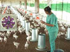 avicultura2.jpg (8009 bytes)