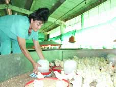 avicultura3.jpg (7365 bytes)