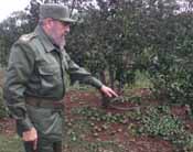 Fidel revisa una de las da�adas plantaciones de c�tricos en el municipio de Jaguey Grande, provincia de Matanzas. 