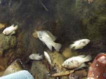 Foto: REUNEL G�MEZ RAM�REZ