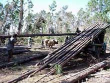 Foto: DIEGO ESTRELLA