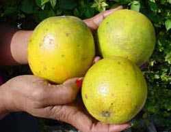 Foto: LUIS CARLOS PALACIOS