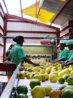 Foto: ALBERTO BORREGO