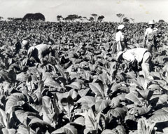 Foto:  ARNALDO SANTOS