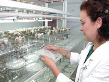 Foto: ALBERTO BORREGO