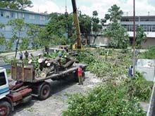 La poda y corte de árboles que constituyen peligros potenciales, se incrementó ante la inminencia del cruce del huracán por occidente. Foto: SANTIAGO CALERO