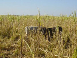 Foto: JUAN CARLOS MEJAS