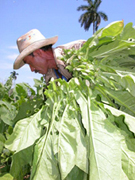 Foto: VICENTE BRITO