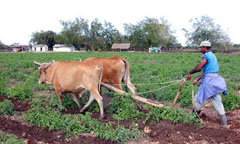 Foto: ERNESTO PE�A