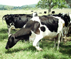 Foto: AHMED VEL�ZQUEZ