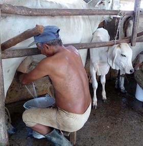 En Mantua esta experiencia, apoyada por precios más atractivos, ha hecho que el número de productores creciera de 84 en el 2006, a 285 en la actualidad. Fotos del autor