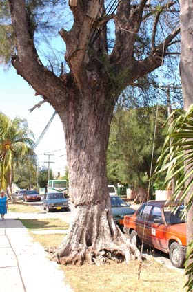 Fotos: Ismael Batista