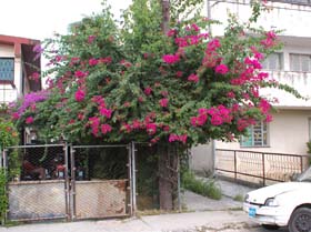 Fotos: Ismael Batista